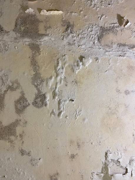 Best Affordable Mold Removal  in Owings, MD